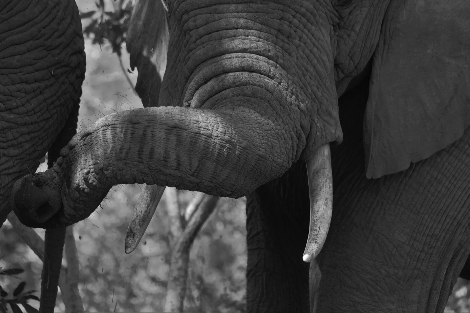 Sudáfrica y safari — Sudáfrica